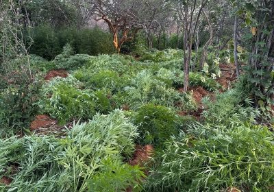22 mil pés de maconha são erradicados em Campo Formoso (BA) pela Polícia Civil e Militar. 22 mil pés de maconha são erradicados em Campo Formoso (BA) pela Polícia Civil e Militar.