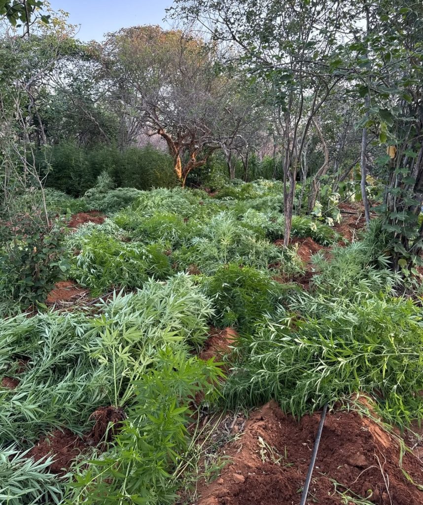 22 mil pés de maconha são erradicados em Campo Formoso (BA) pela Polícia Civil e Militar.