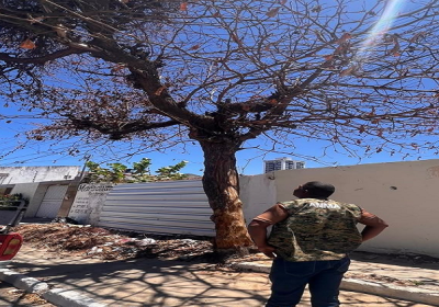 AMMA intensifica fiscalização e orienta denúncias sobre árvores com risco de queda em Petrolina.