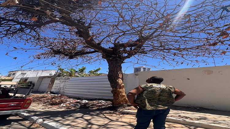 AMMA intensifica fiscalização e orienta denúncias sobre árvores com risco de queda em Petrolina.