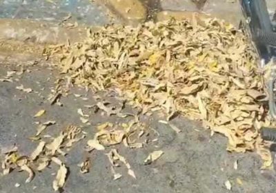 Acúmulo de lixo no Centro de Juazeiro causa transtornos