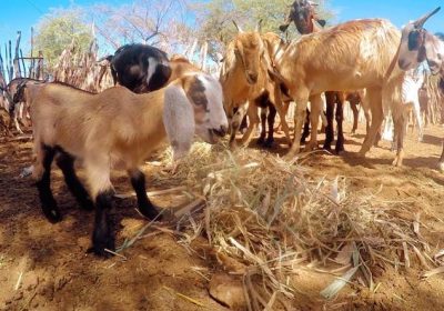 Bahia lidera com 30 milhões de caprinos e ovinos, recorde do Nordeste
