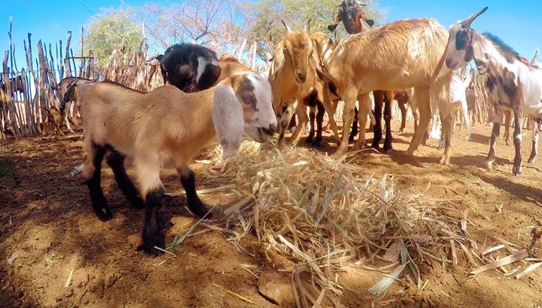 Bahia lidera com 30 milhões de caprinos e ovinos, recorde do Nordeste