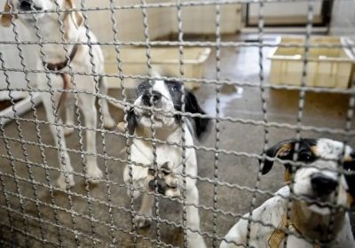Justiça determina implantação de canil e gatil municipais em Arcoverde (PE)