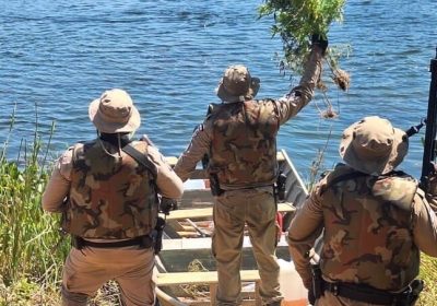 Polícia Militar erradica cerca de 5.800 pés de maconha em Curaçá