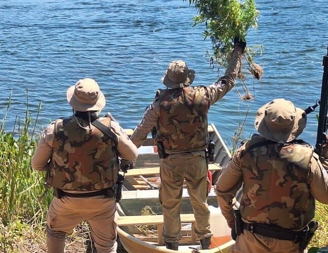 Polícia Militar erradica cerca de 5.800 pés de maconha em Curaçá